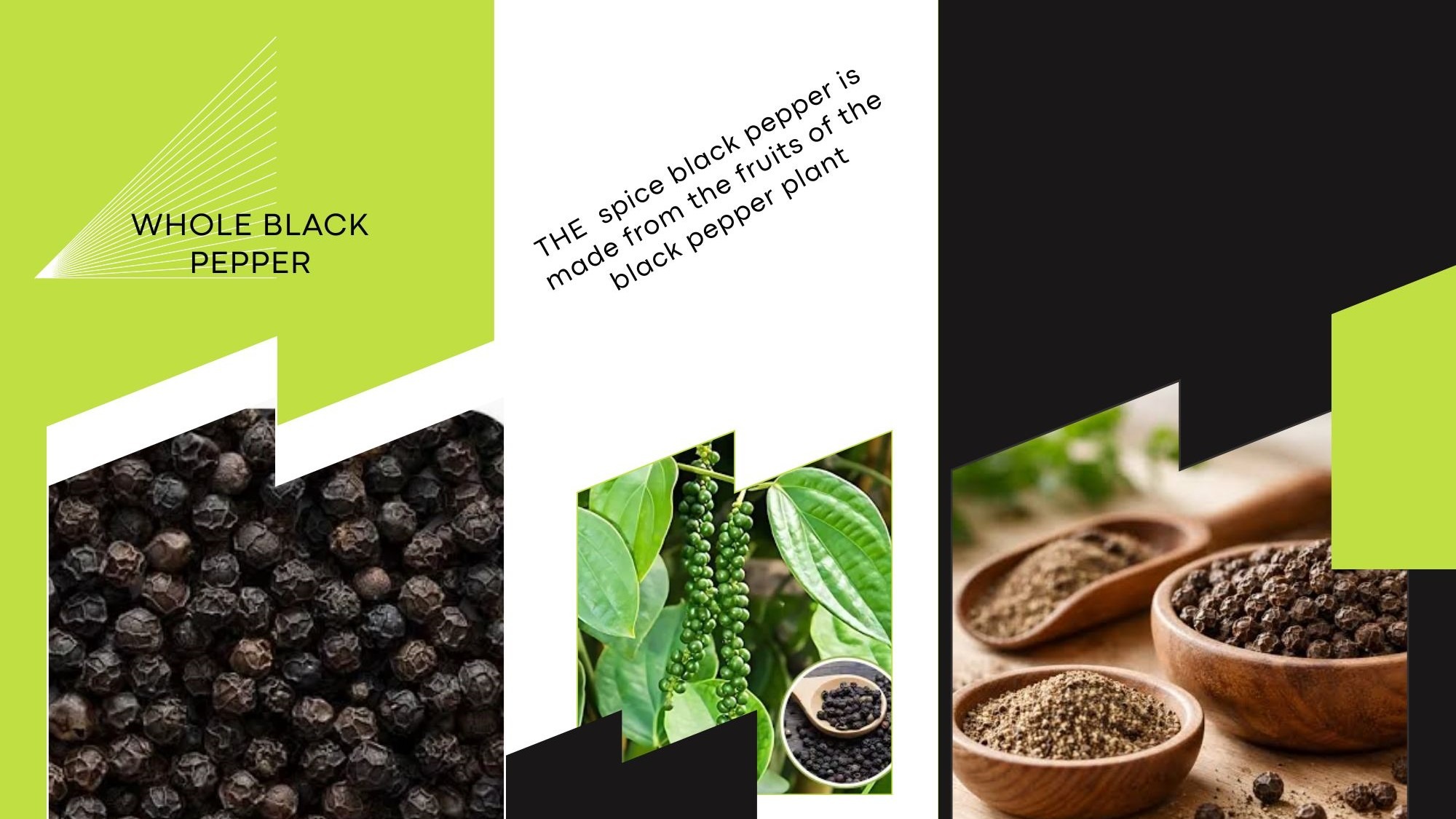 Whole black pepper infographic showing dried peppercorns, fresh green pepper plant berries, and ground pepper in wooden bowls